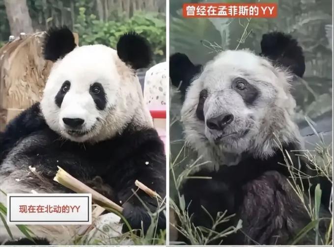 熊猫乐乐缩略图