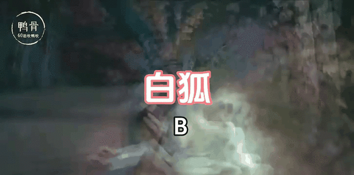 白狐视频闪退