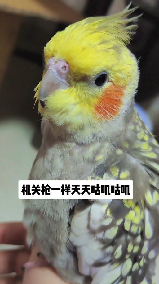 鹦鹉歌《咕叽咕叽》原唱视频完整版