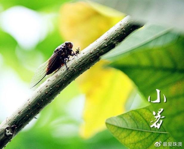 夏月是指哪一个月
