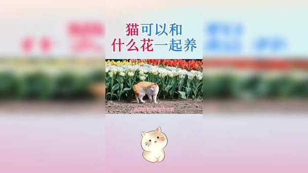 猫可以和什么花一起养缩略图