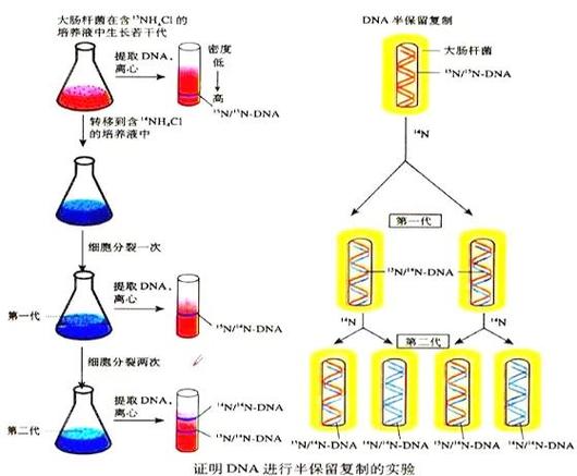 dna复制方向为什么是由5到3缩略图