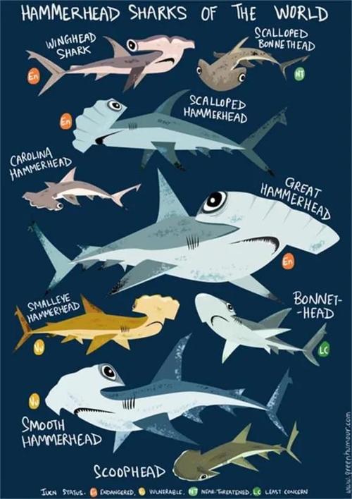 sharkgir鲨鱼妹