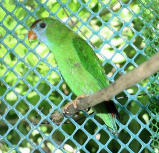 parrotzik