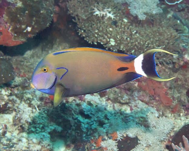 深海水族馆玩具刺尾鱼截图