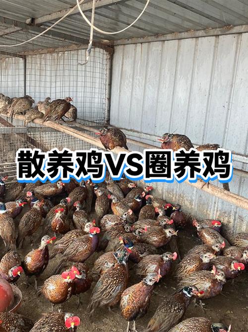 散养鸡和圈养鸡哪个利润高截图
