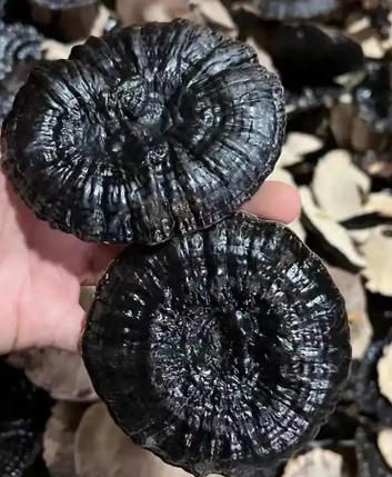 黑灵芝的功效与作用及食用方法缩略图