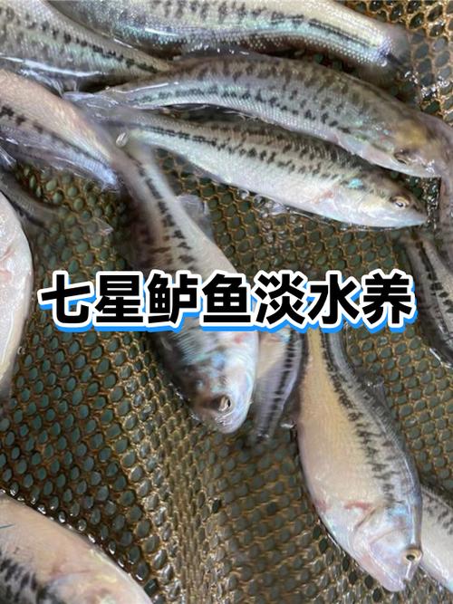 七星鲈鱼为何尽量少吃截图