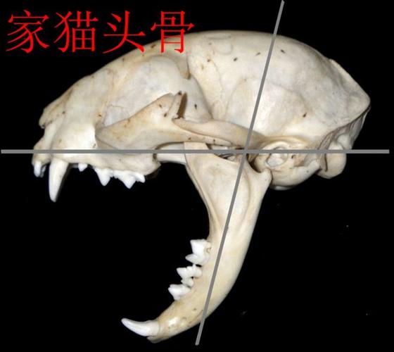 猫脖子下面有块突出的骨头图标