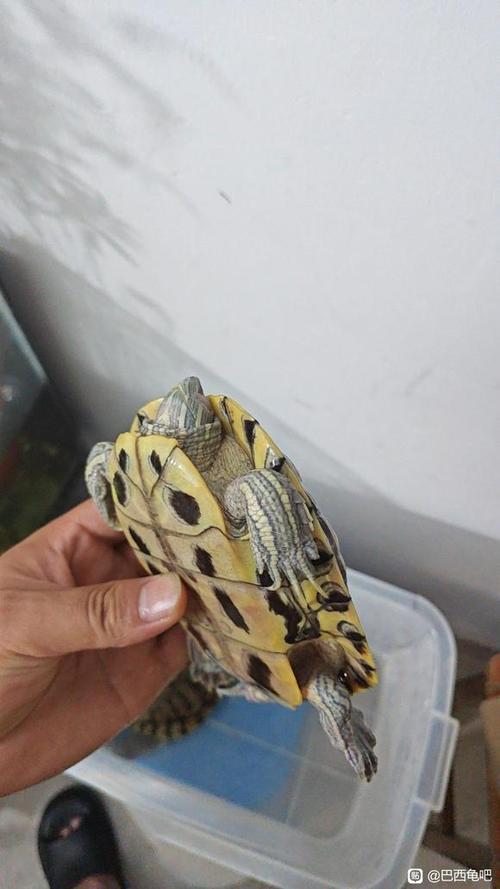 巴西龟死了最佳处理方法