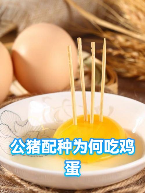 公猪蛋的功效与作用缩略图