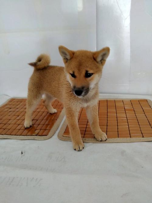 柴犬吧游戏截图
