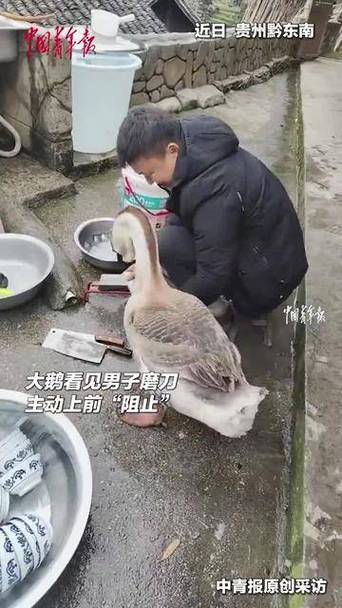 杀鹅下刀位置示意图图标