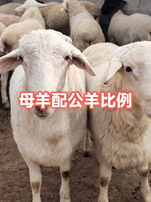 放羊男和母羊的幸福时光小说结局是