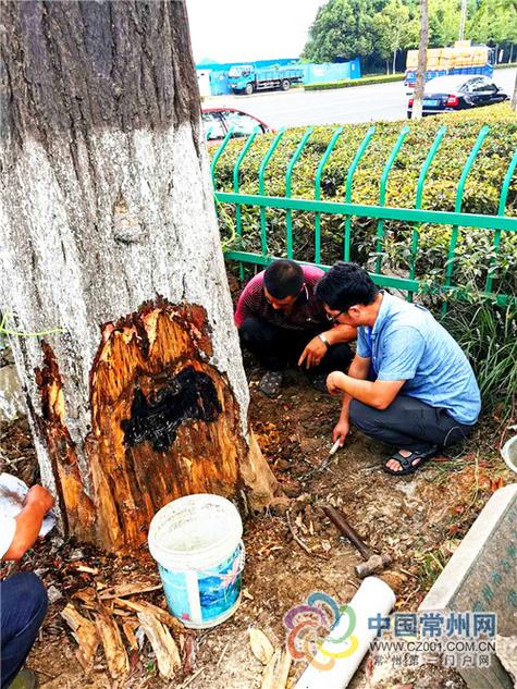 杀死银杏树简单的办法