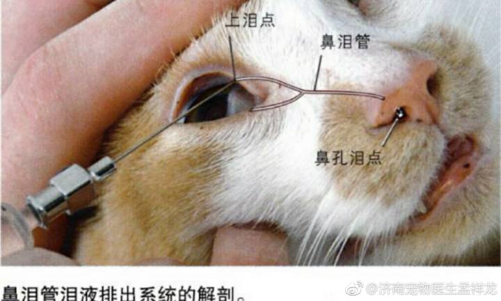 2个月小猫泪痕怎么清理