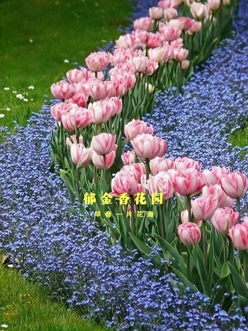 郁金香应用