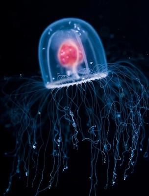 水母不动了是不是死了