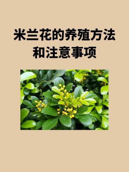 米兰花浇水口诀