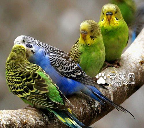 鹦鹉的八大雅称截图