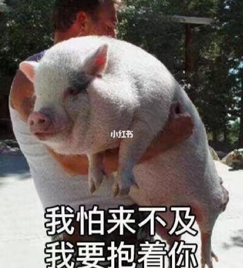 妹子撩汉用的表情包