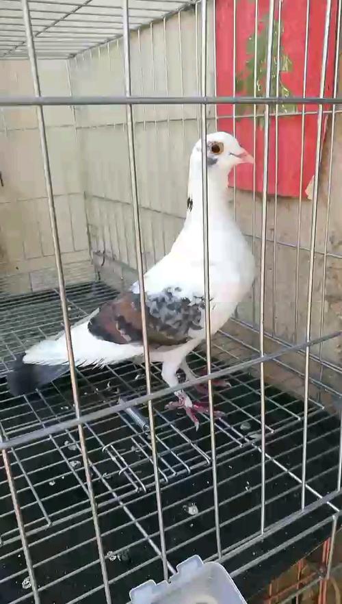 在全疆第一名的翻翻鸽