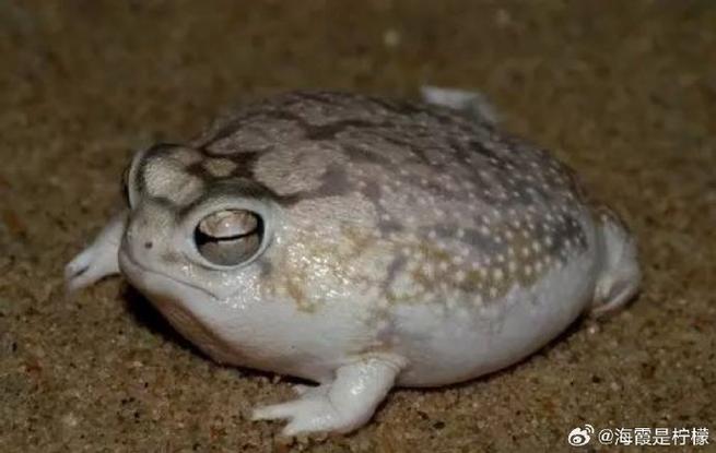 小型观赏蛙