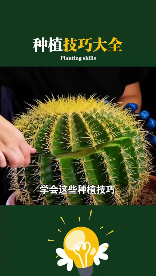 泰拉瑞亚盆栽如何采摘
