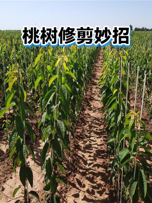 桃树修剪技术视频
