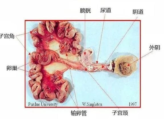 生殖系统结构图截图