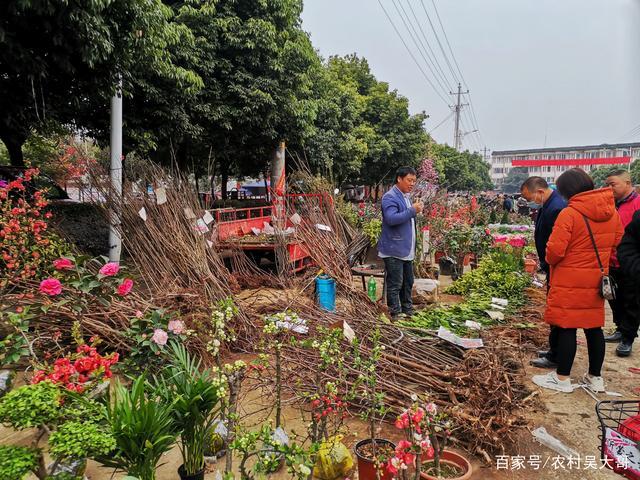 附近果树苗一条街