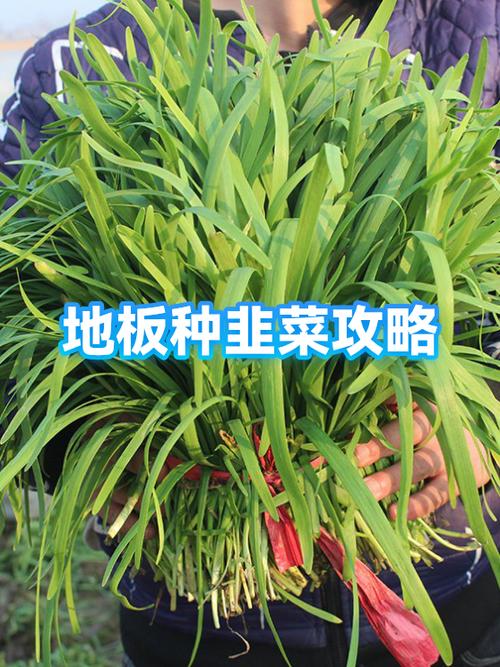 怎么样种韭菜