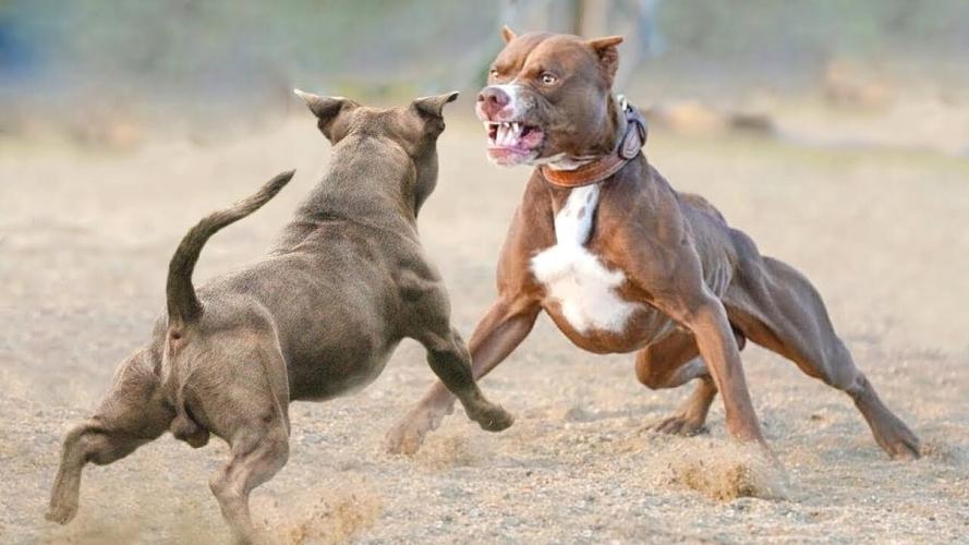 比特犬打斗视频大全