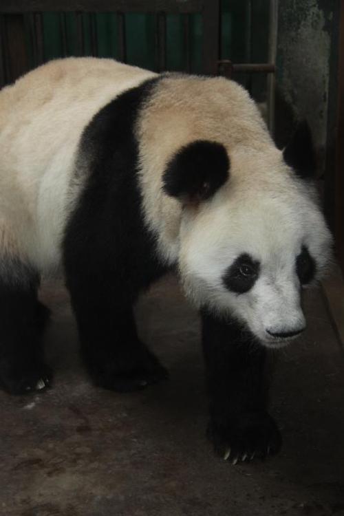 熊猫成大是谁图标
