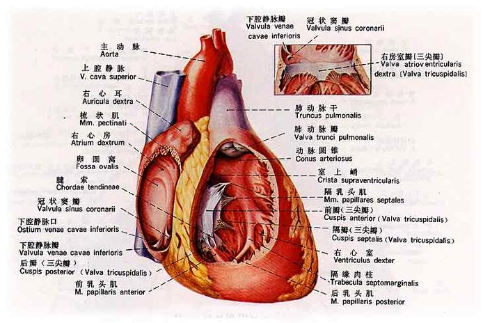 心腔是什么