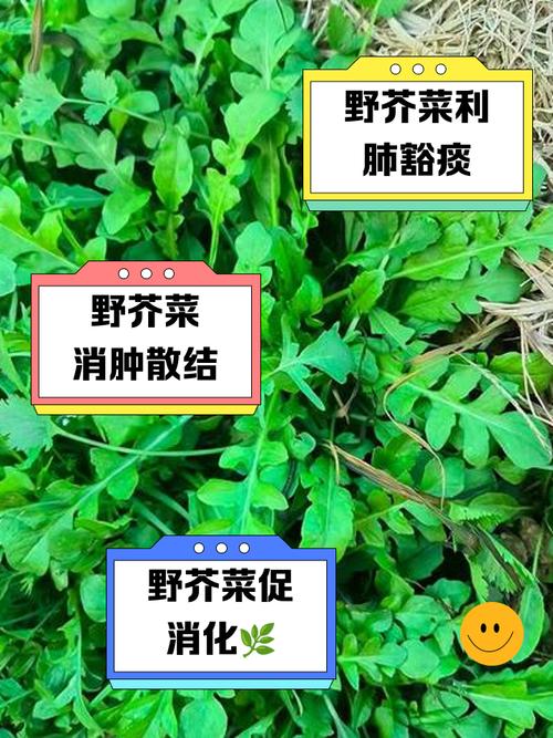 野芥菜的作用和功效游戏截图