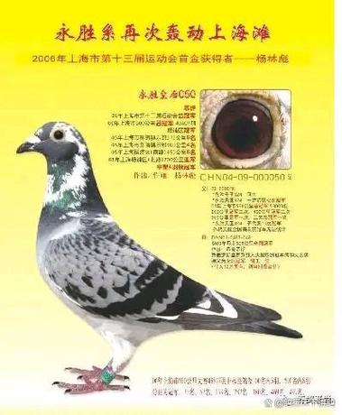 鸽子晚上几点看不见了