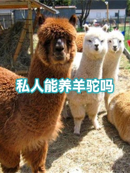 私人可以养羊驼吗截图