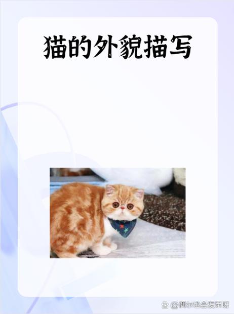 小猫的介绍50字