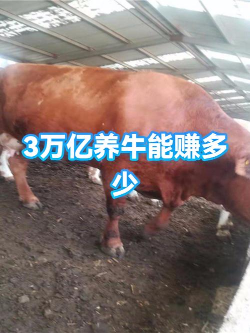 养牛一年能挣多少钱