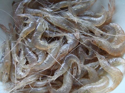 白色的虾米叫什么