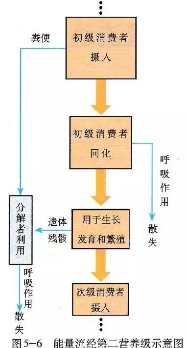 能量流动的三个特点截图