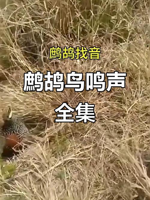 鹧鸪鸟的叫声不如归去缩略图