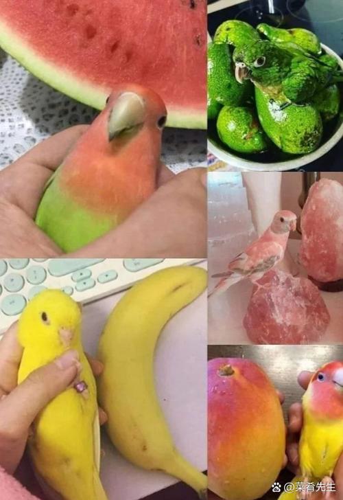 鹦鹉最讨厌三个水果