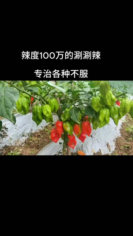 魔鬼椒比小米椒辣多少