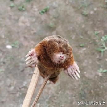 肥打一动物