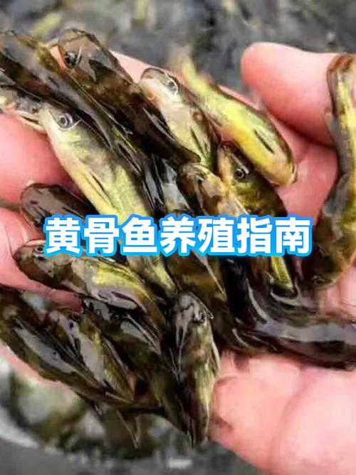 黄骨鱼养殖成本和利润缩略图