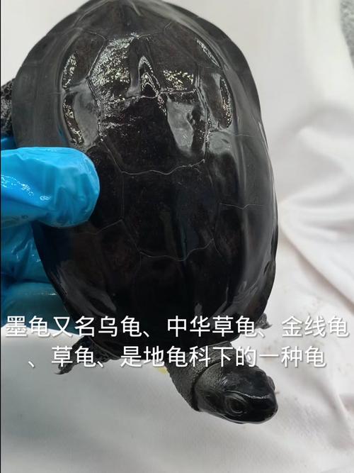 黑色龟壳是什么乌龟