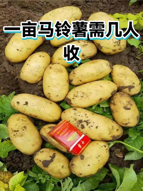 土豆大作战的游戏规则