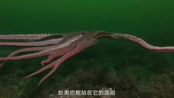 章鱼的处理方法视频